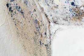 Best Black Mold Removal  in Milroy, PA